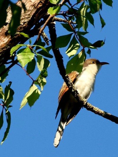 Yellow-billed Cuckoo - Brian O'Connor