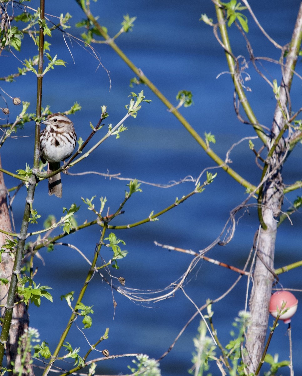 Song Sparrow - ML617363635