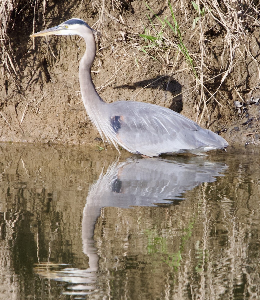 Great Blue Heron - ML617363654