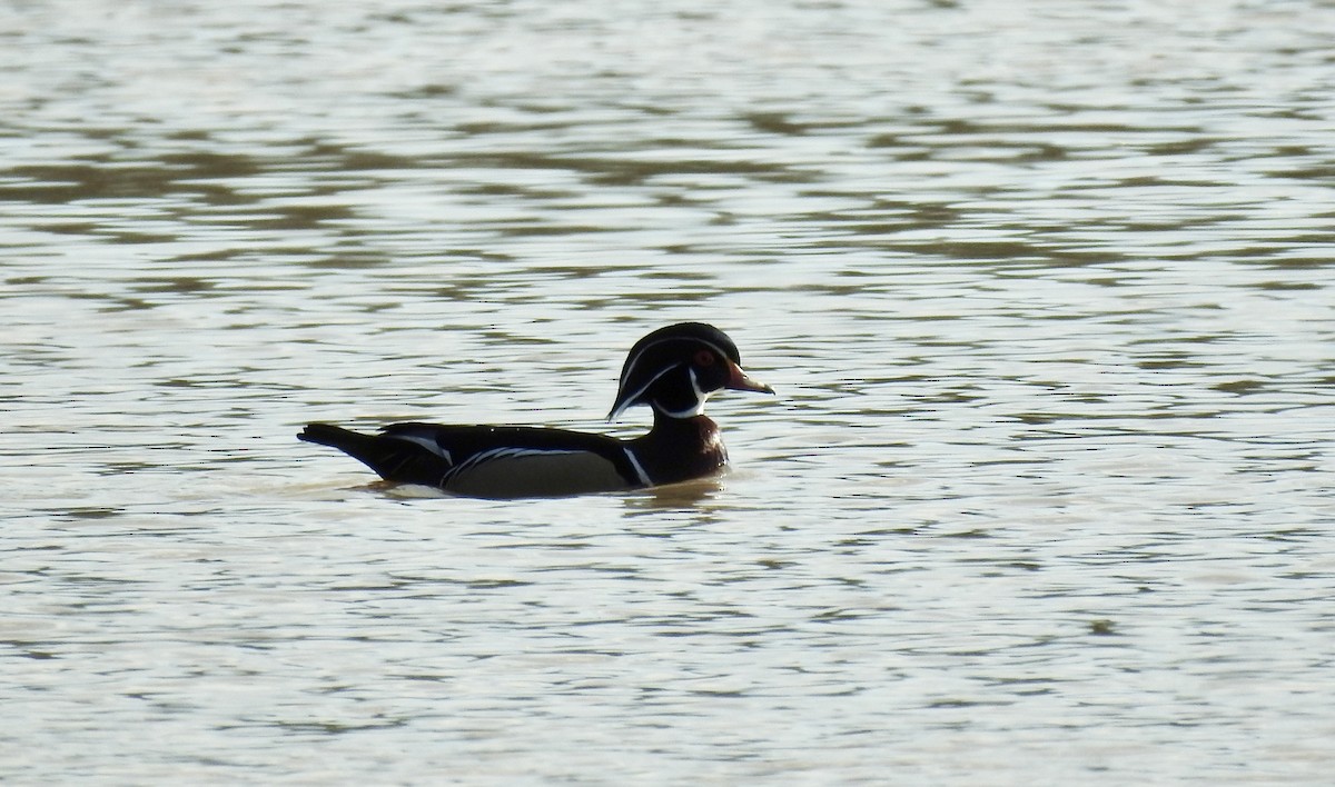 Wood Duck - ML617363666