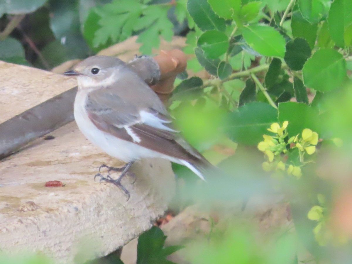 Collared Flycatcher - ML617363673