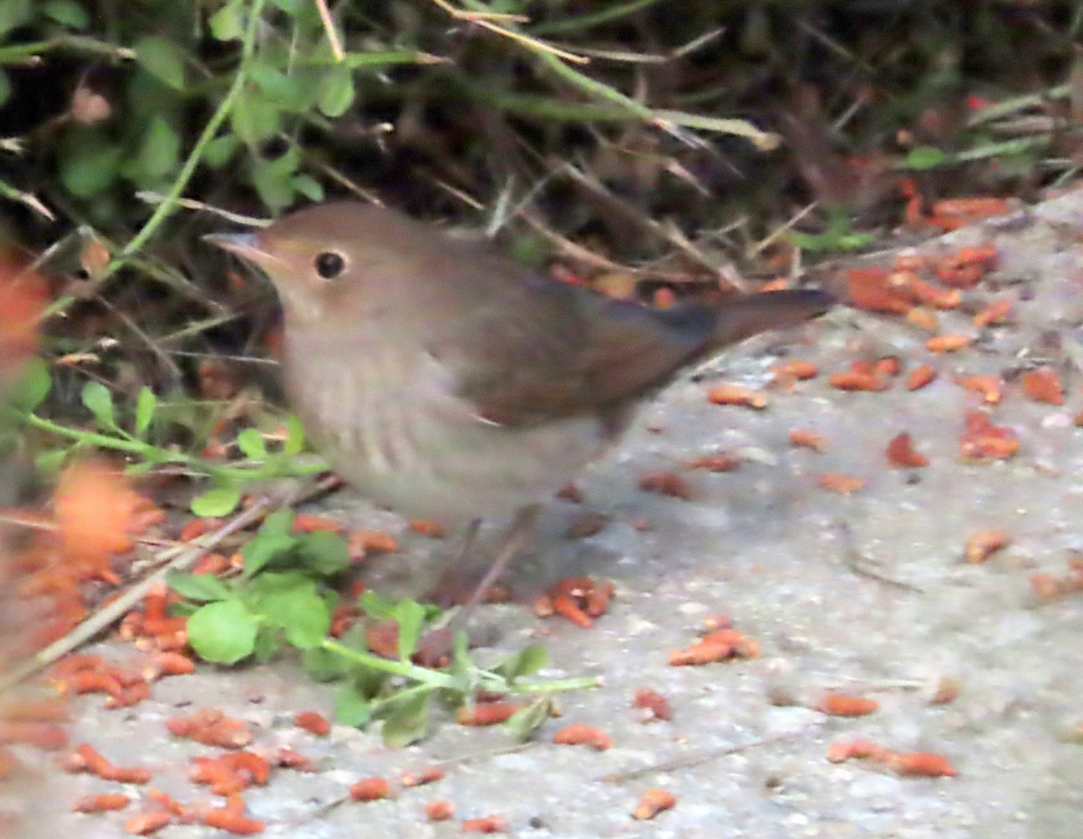 Thrush Nightingale - ML617363702