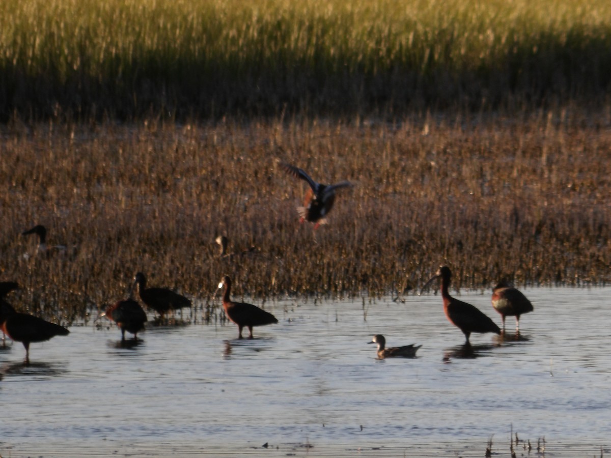 White-faced Ibis - ML617363703