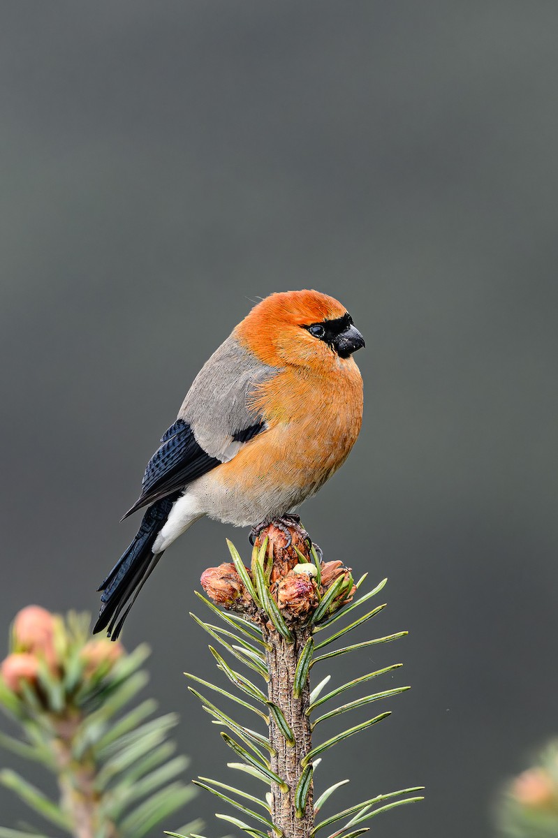 Red-headed Bullfinch - ML617363784