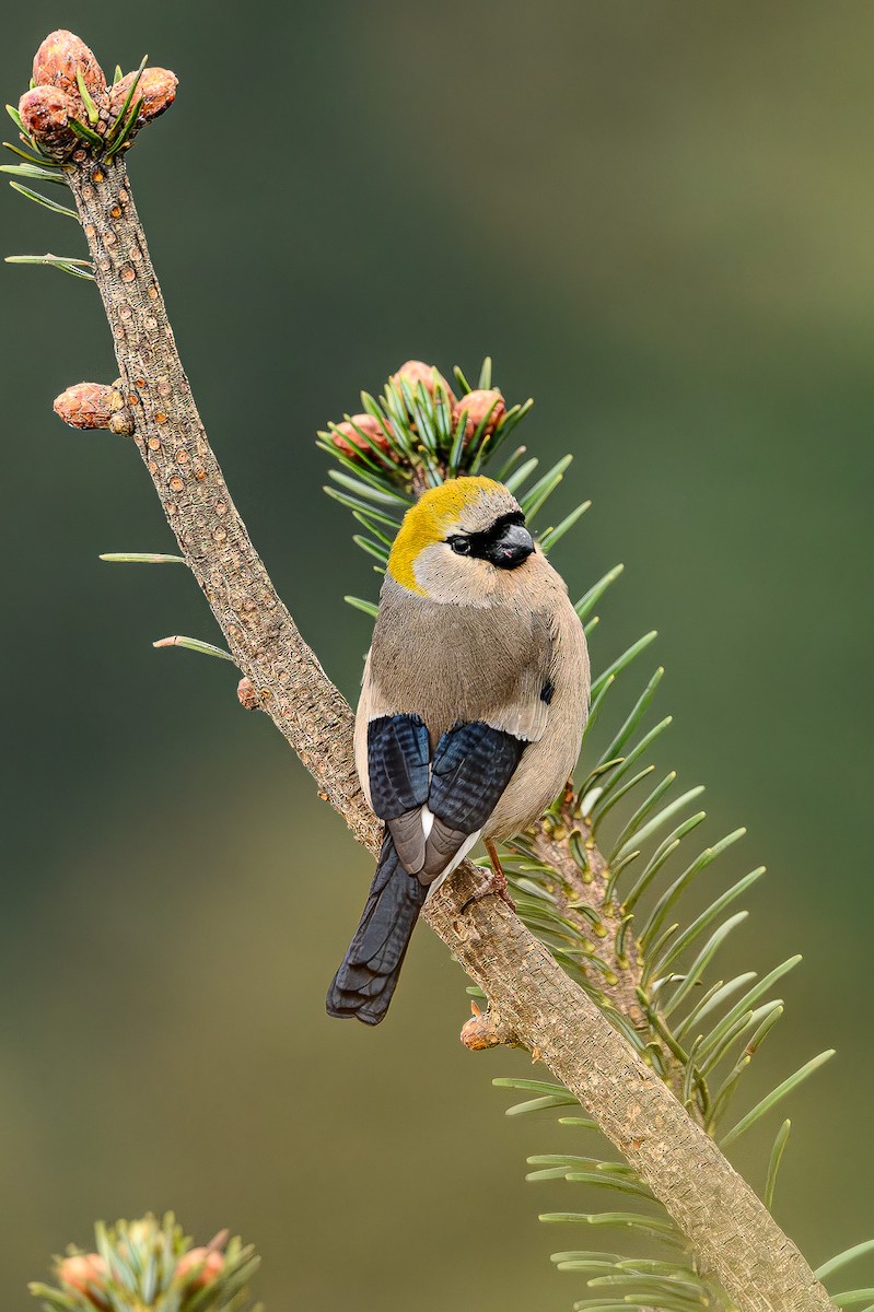 Red-headed Bullfinch - ML617363790