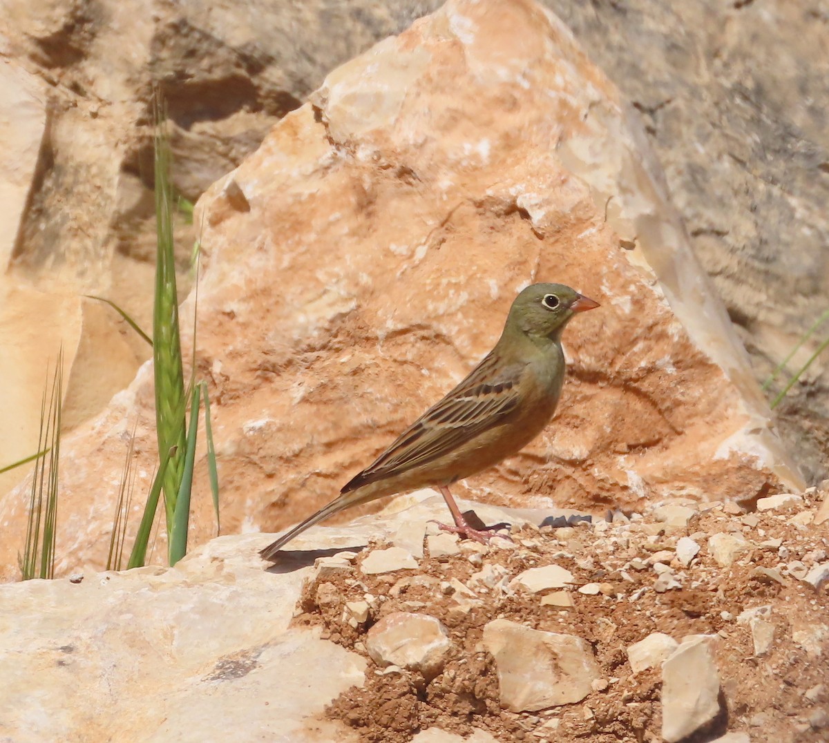 Ortolan Bunting - ML617363804