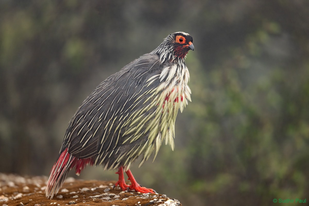 Blood Pheasant - Sudhir Paul