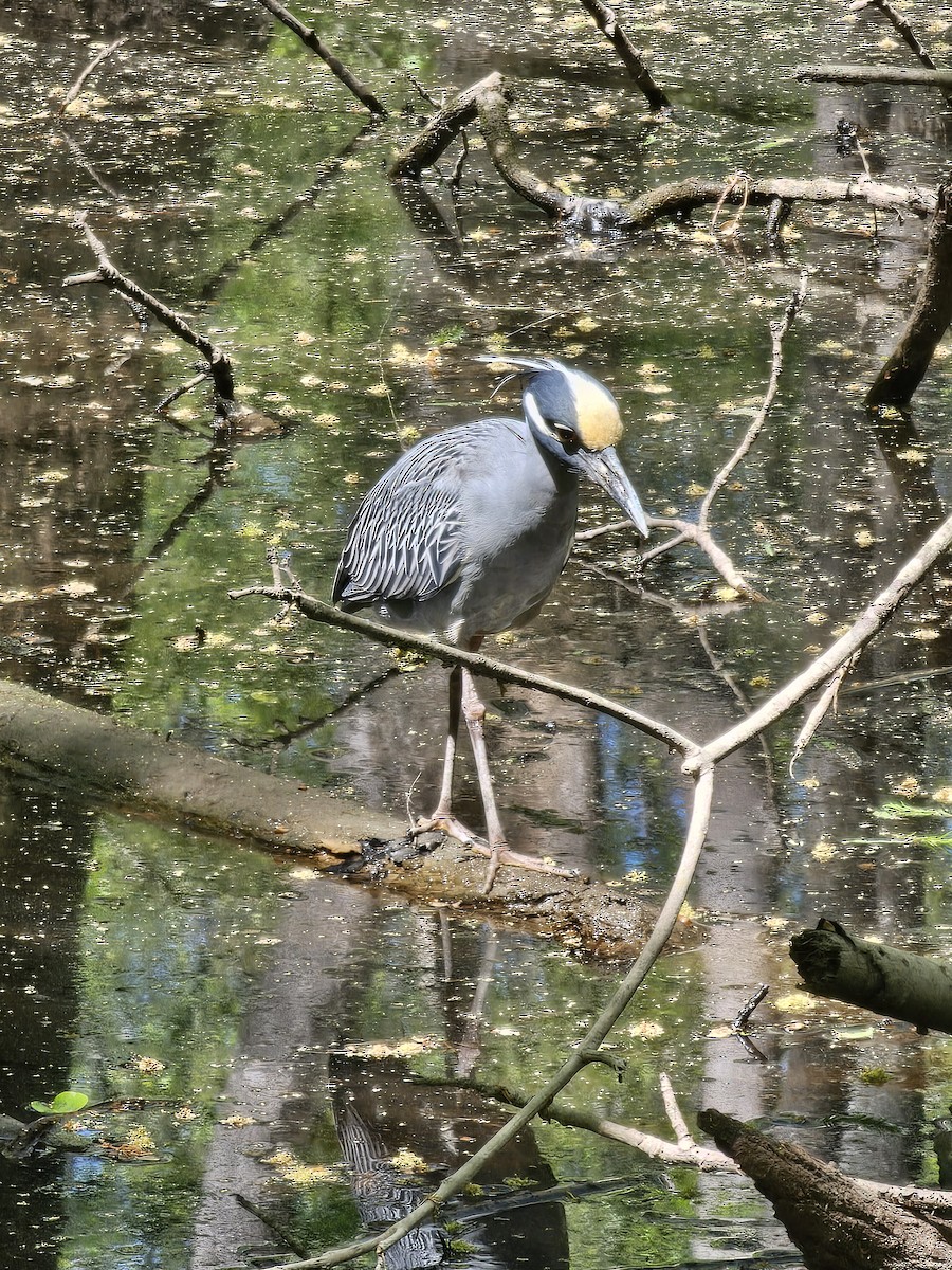 Yellow-crowned Night Heron - ML617363829