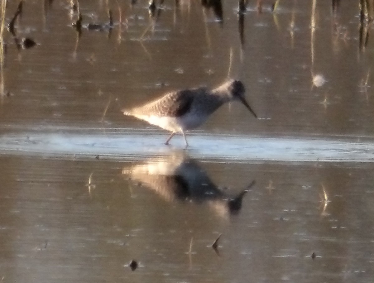 Lesser Yellowlegs - ML617363838