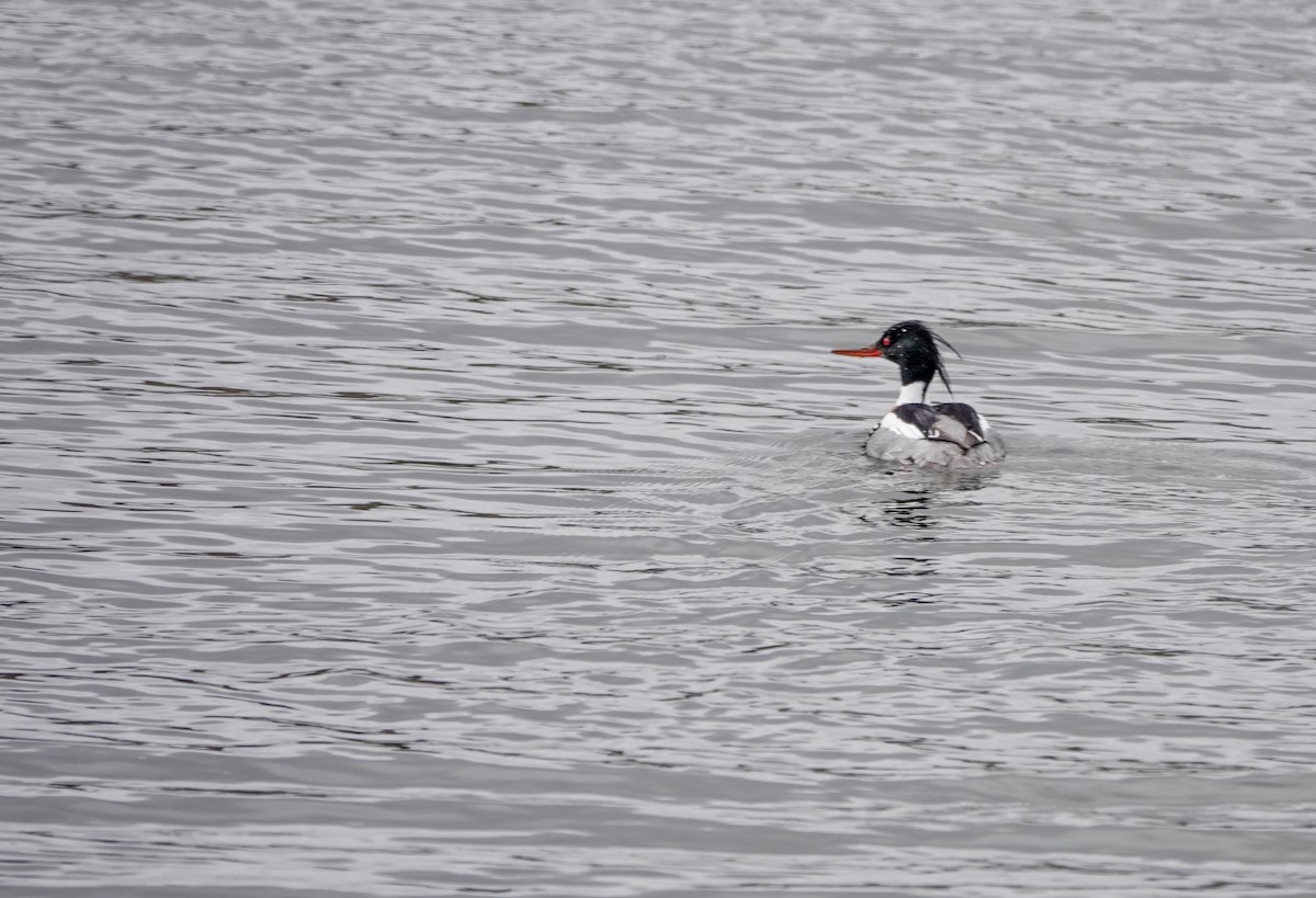 Red-breasted Merganser - ML617363839