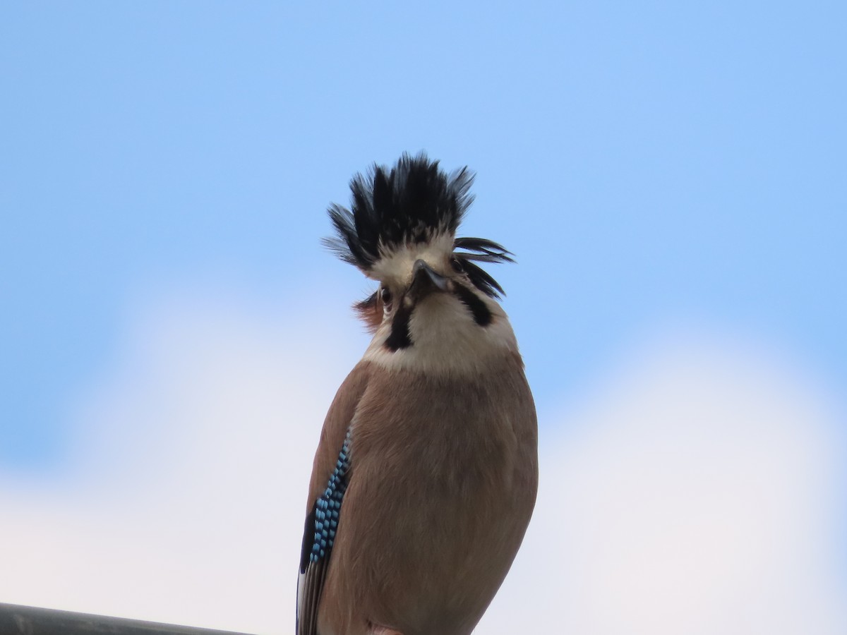 Eurasian Jay - ML617363881