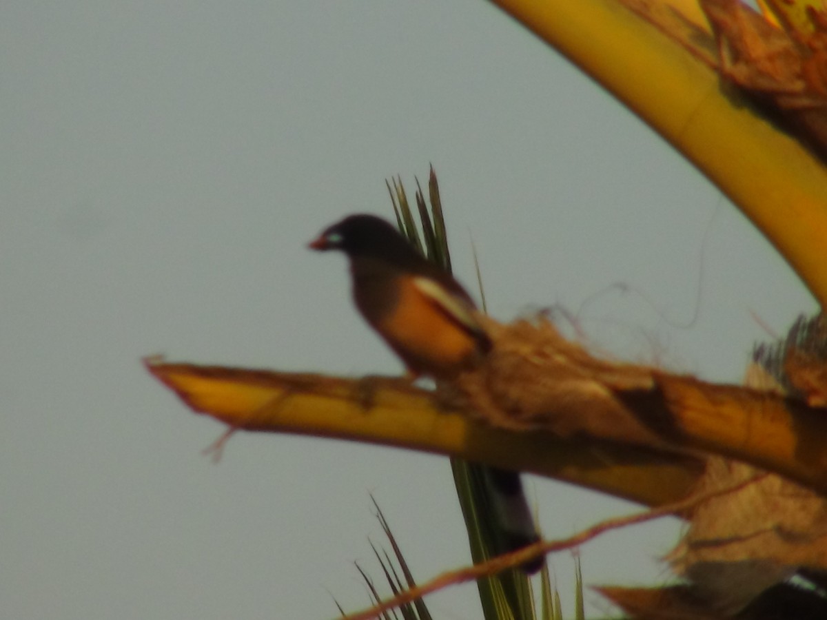 Rufous Treepie - Sudha Parimala