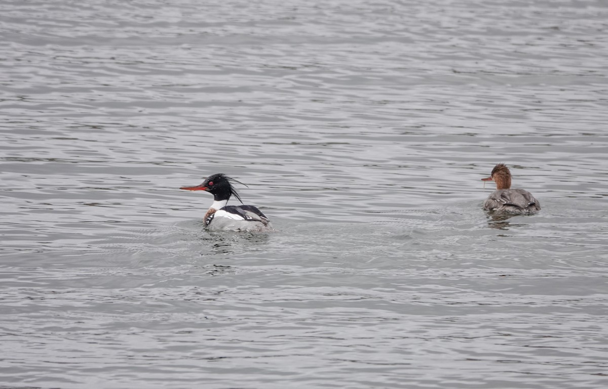 Red-breasted Merganser - ML617363899