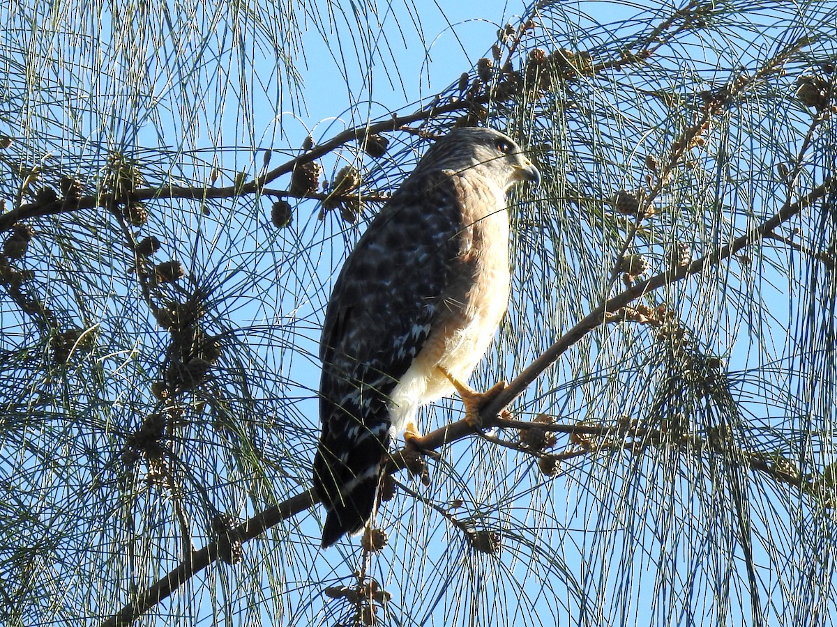 Red-shouldered Hawk - ML617363938