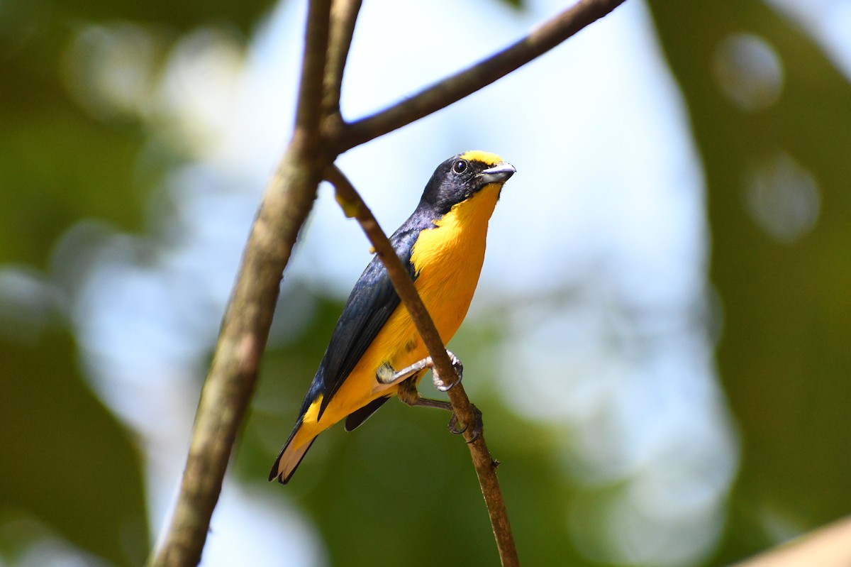 Yellow-throated Euphonia - ML617363954