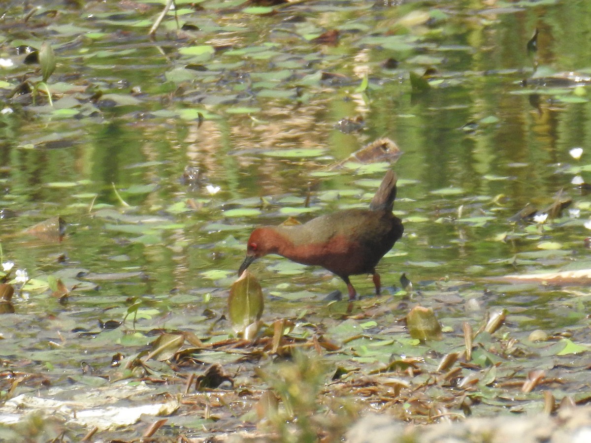 Ruddy-breasted Crake - Abeer Watve