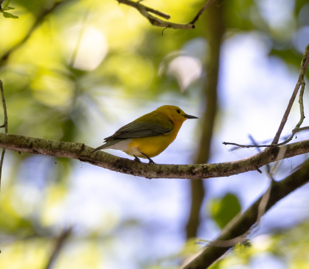 Prothonotary Warbler - ML617363966