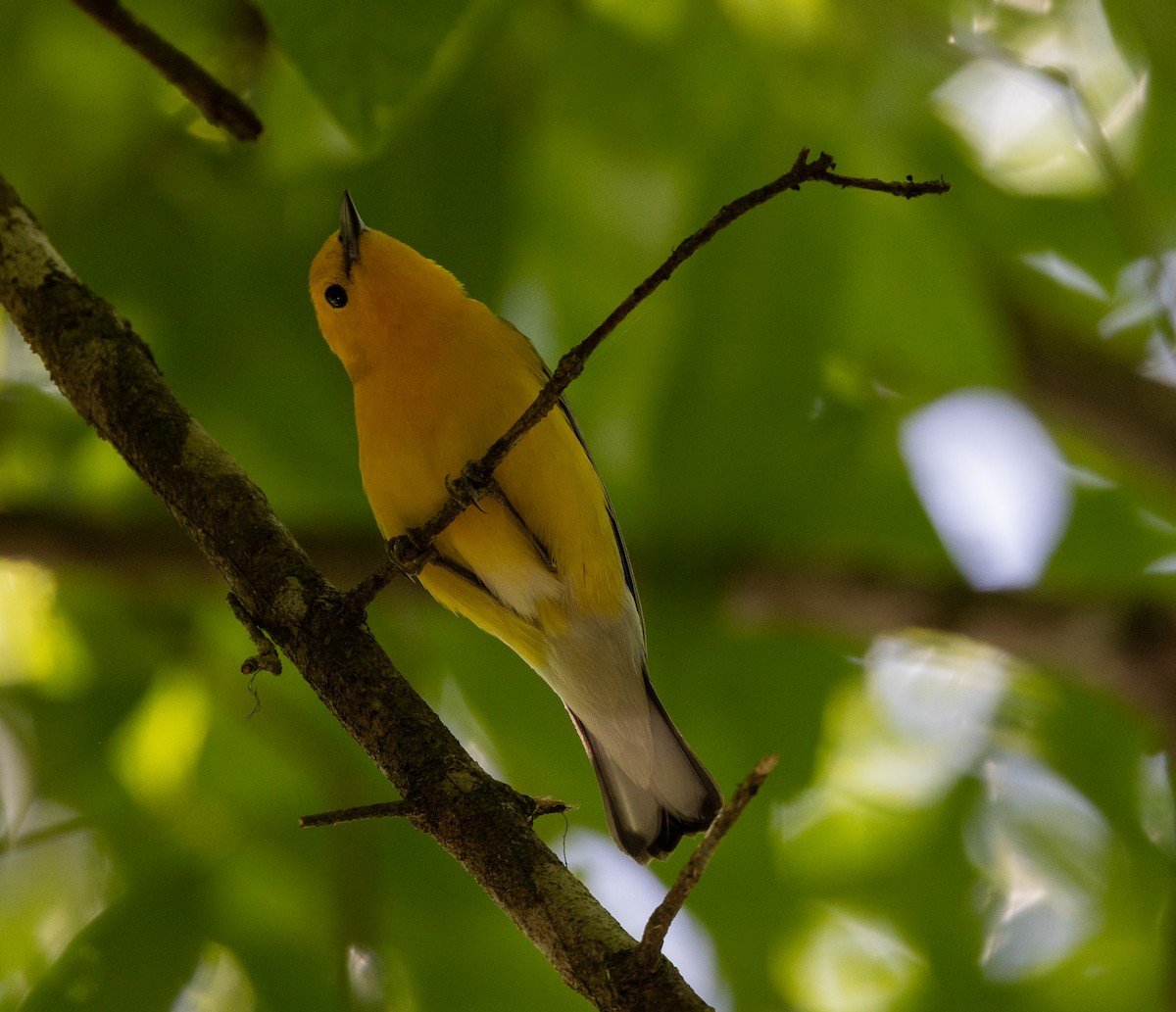 Prothonotary Warbler - ML617363967