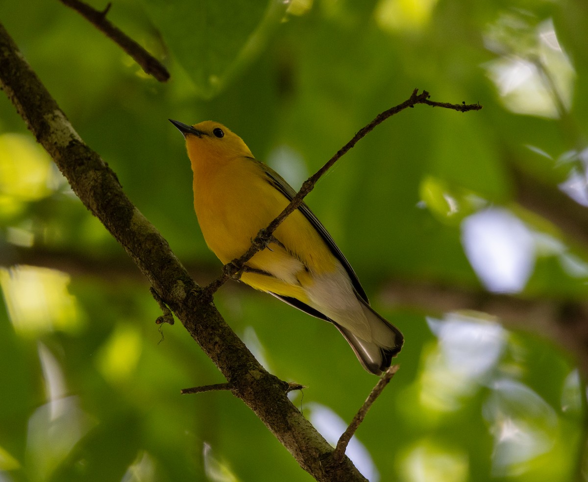 Prothonotary Warbler - ML617363968