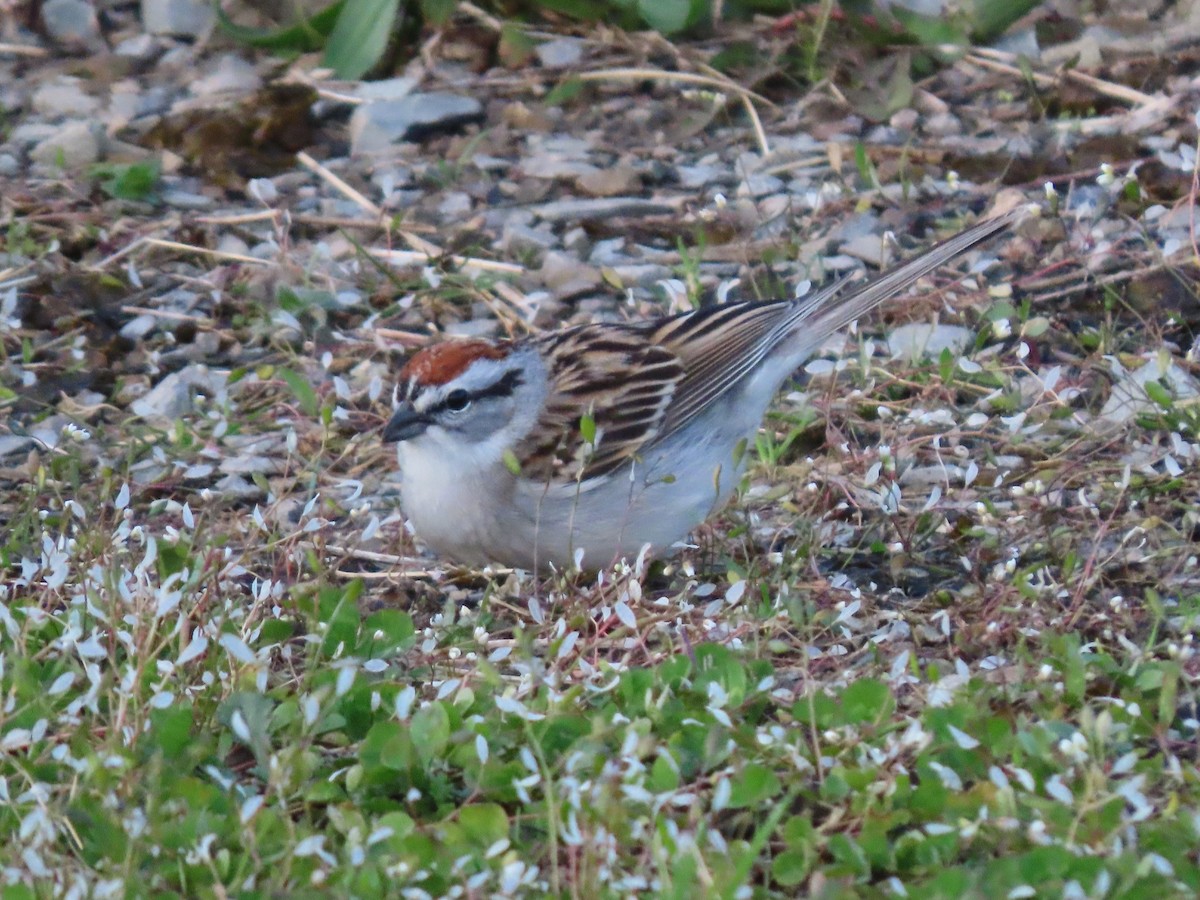 Chipping Sparrow - ML617363976