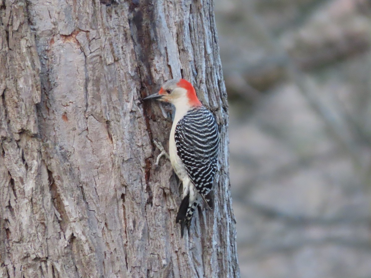 Red-bellied Woodpecker - Duncan Bishop