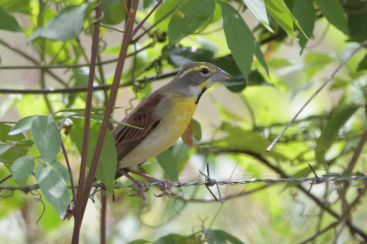 Dickcissel - Juan Pablo Ligorria