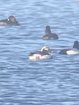 Long-tailed Duck - Marty Anderson