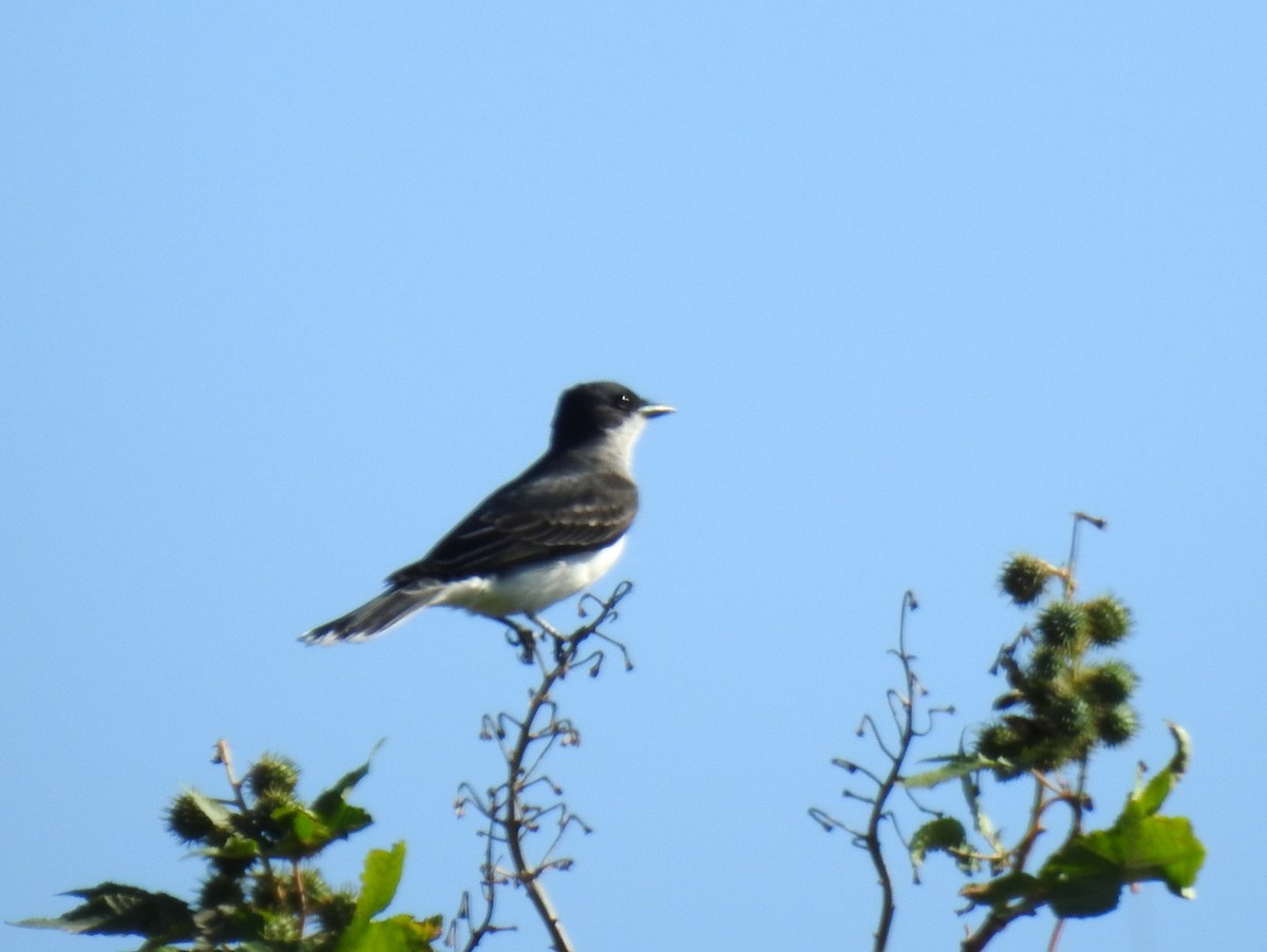 Schieferrücken-Königstyrann - ML617364052