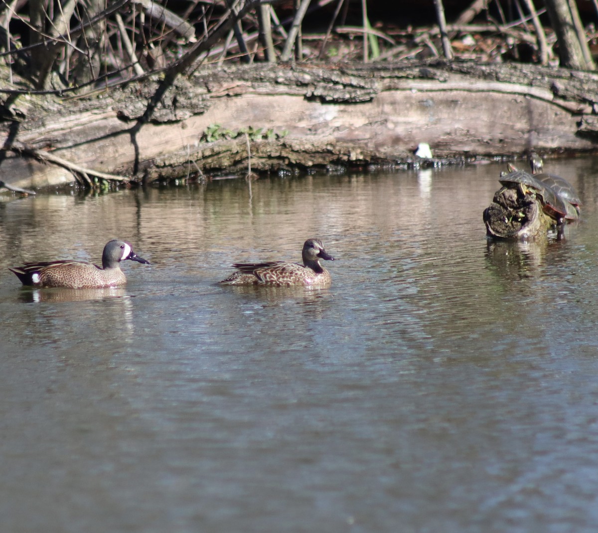 Blue-winged Teal - ML617364085