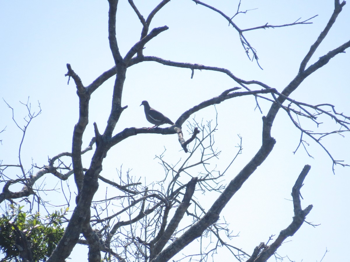 White-winged Dove - ML617364111