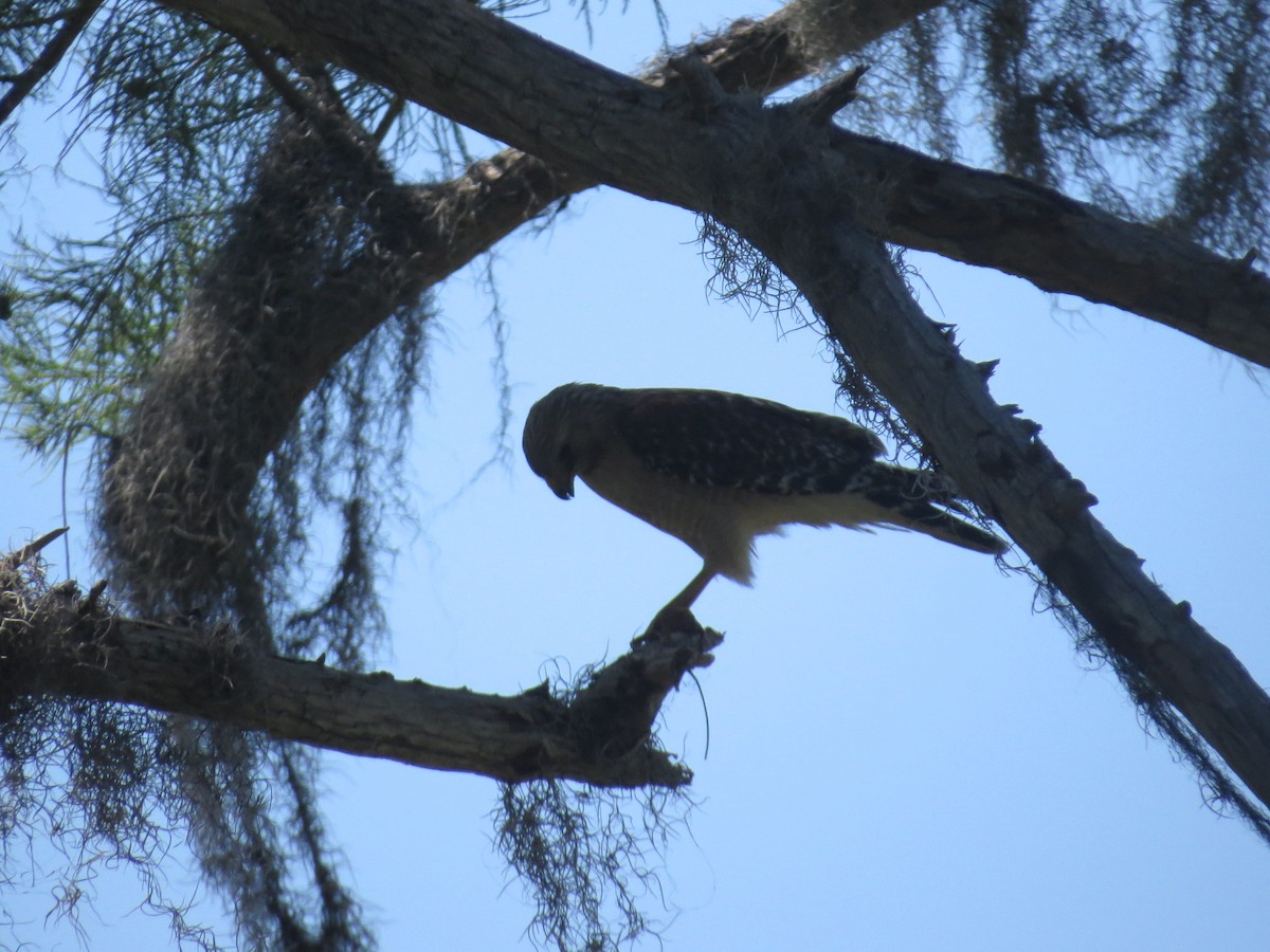 Red-shouldered Hawk - ML617364124