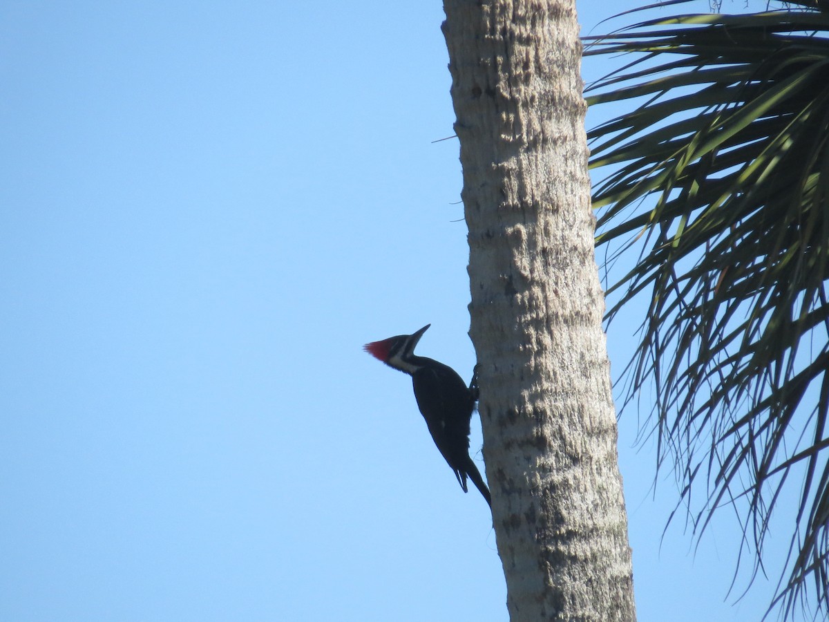 Pileated Woodpecker - ML617364133