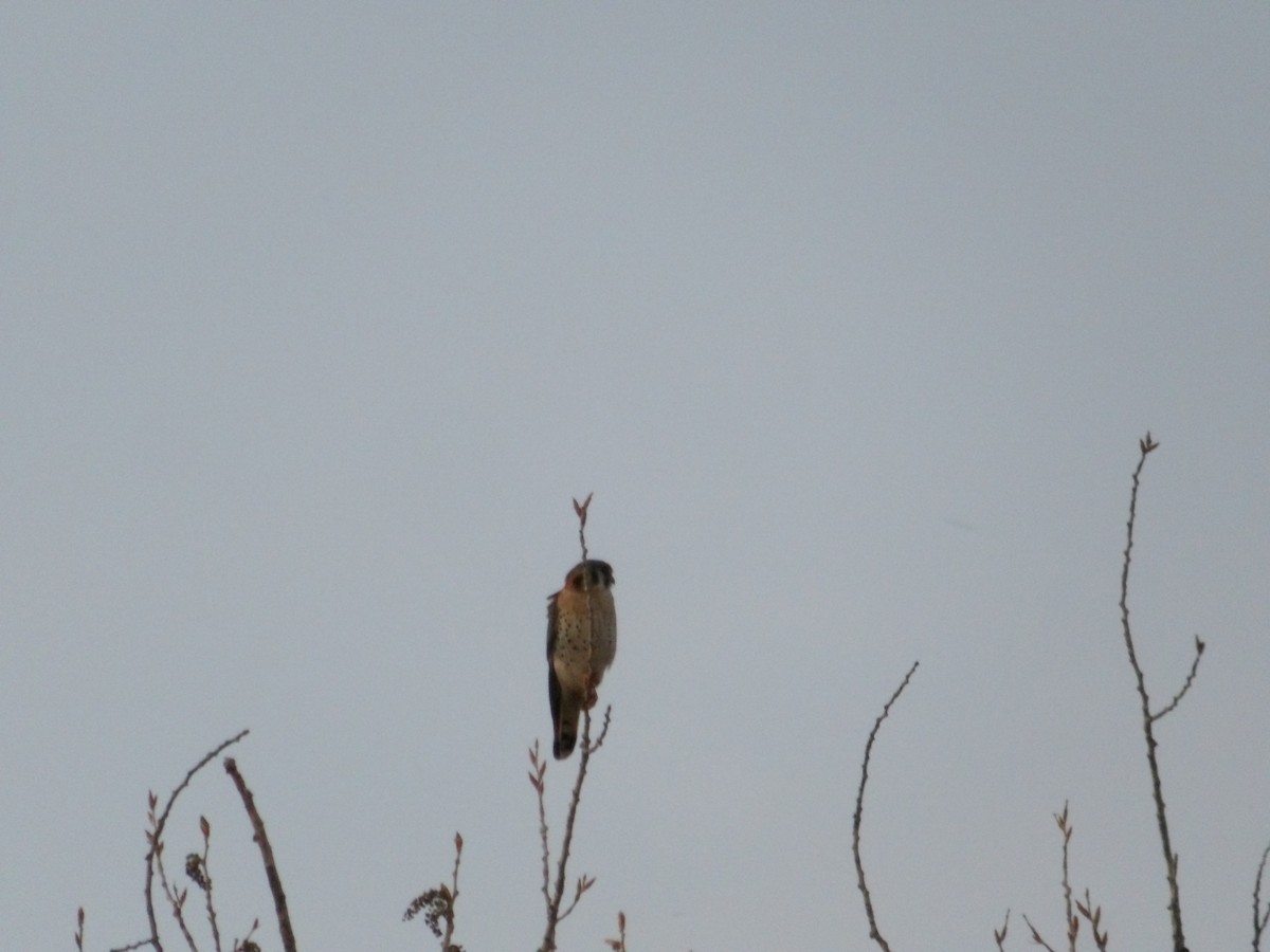 American Kestrel - ML617364149