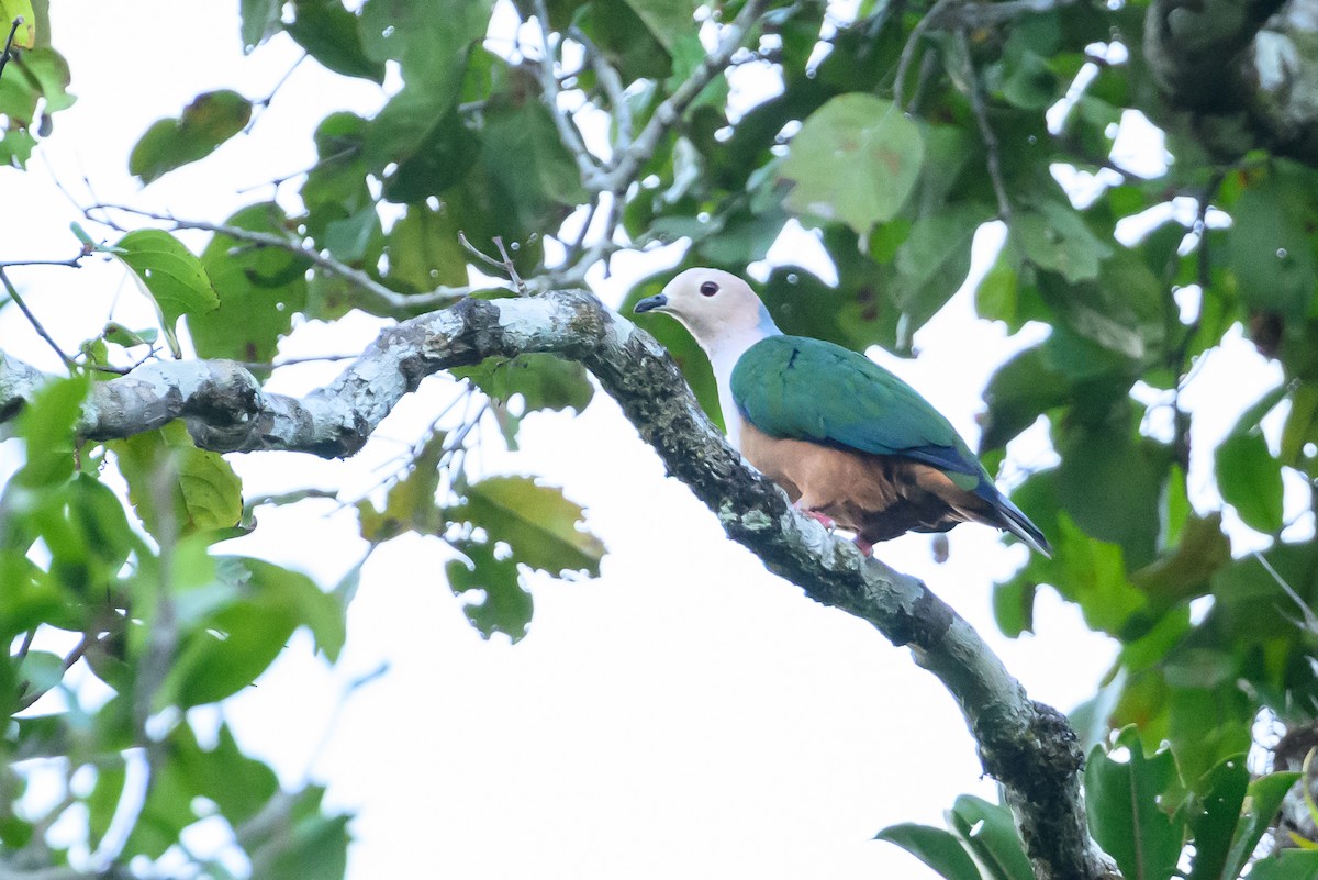 Cinnamon-bellied Imperial-Pigeon - Stephen Davies