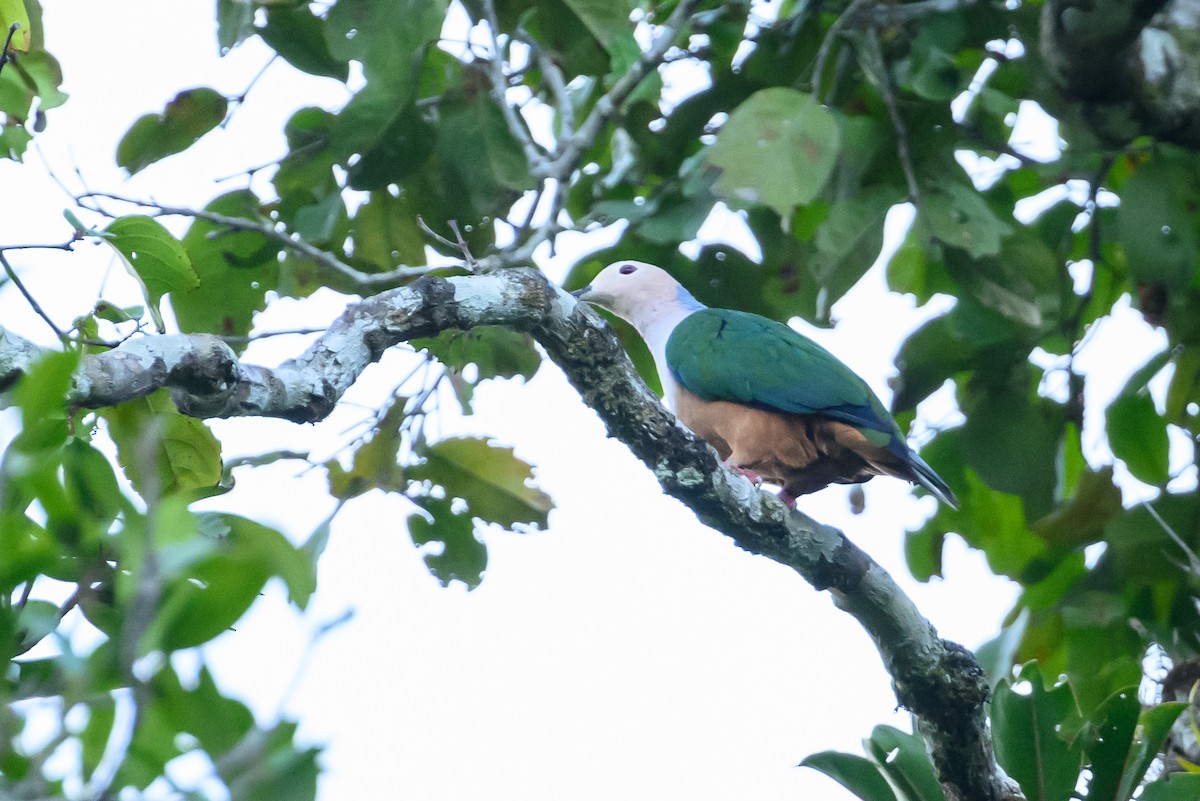 Cinnamon-bellied Imperial-Pigeon - Stephen Davies