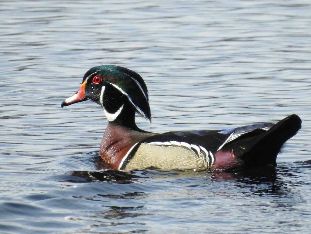 Wood Duck - Mary  McMahon