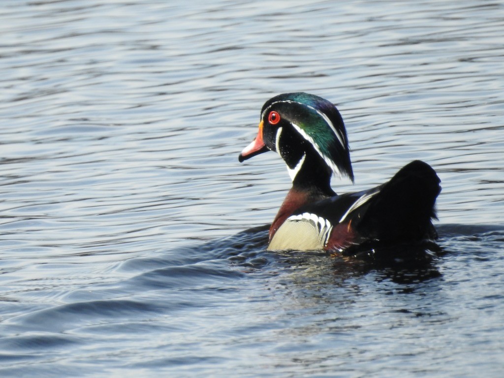 Wood Duck - Mary  McMahon