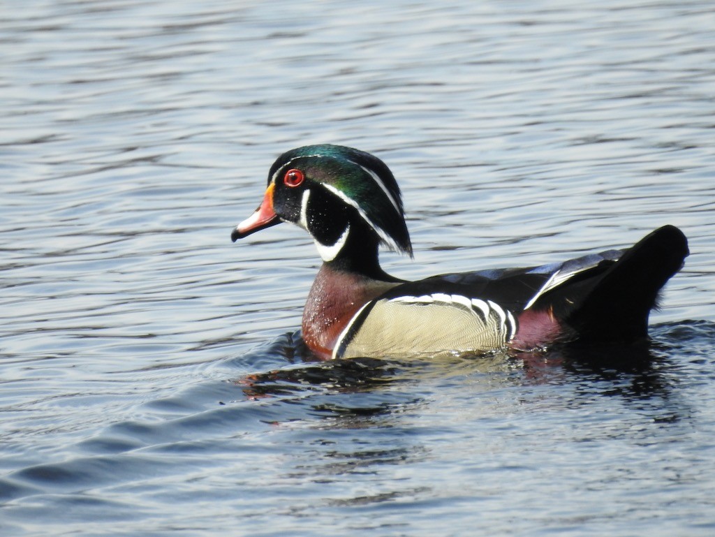 Wood Duck - Mary  McMahon