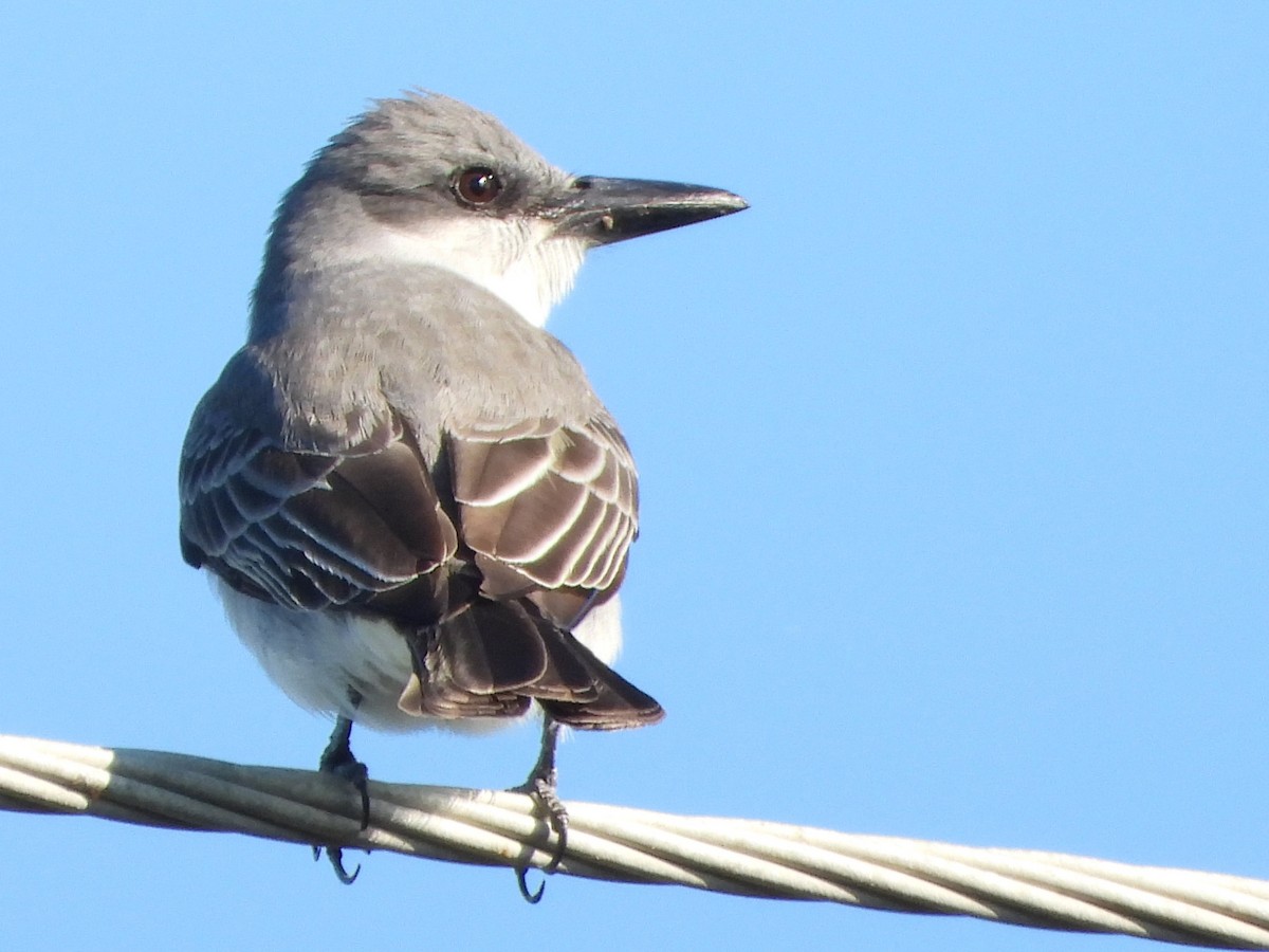 Gray Kingbird - ML617364209