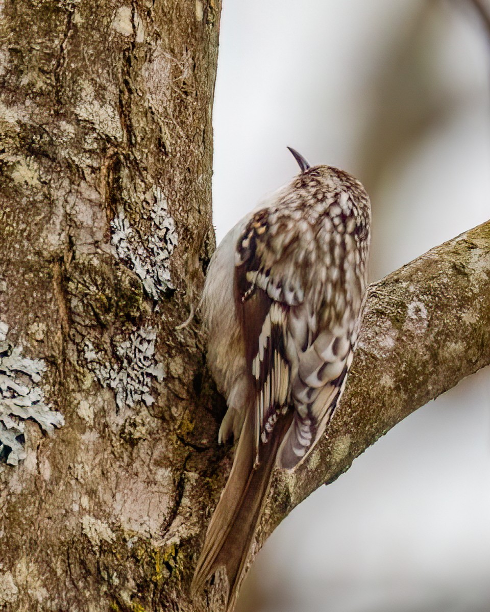 Brown Creeper - Kelly White