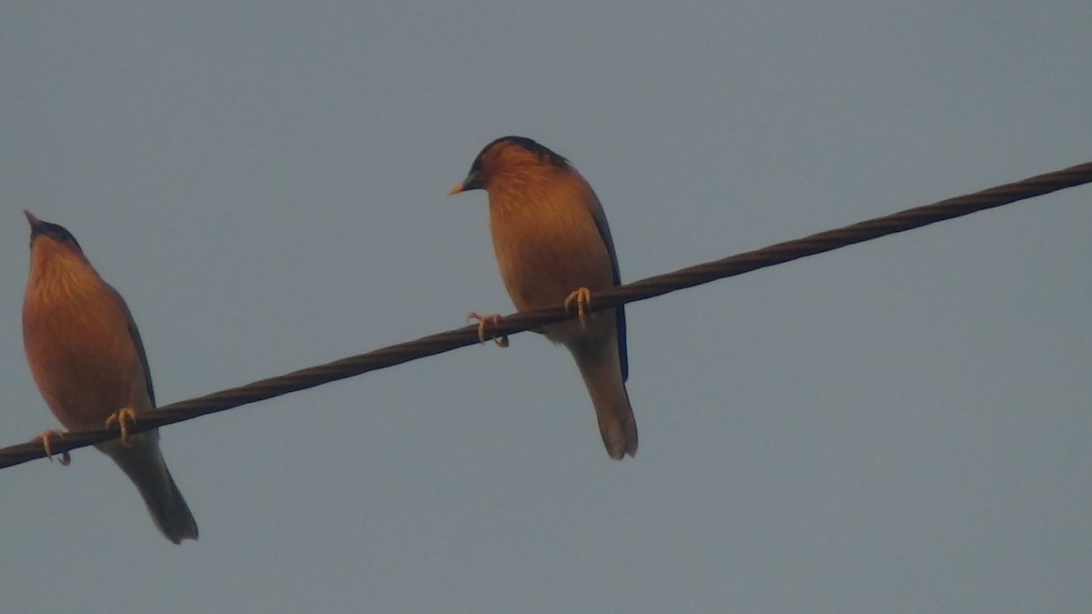 Brahminy Starling - Sudha Parimala