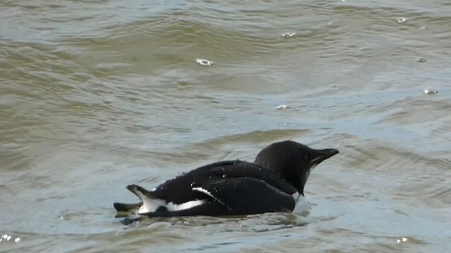 Guillemot de Brünnich - ML617364289