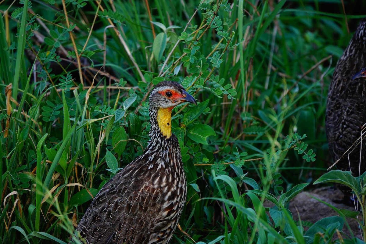 Yellow-necked Spurfowl - ML617364299