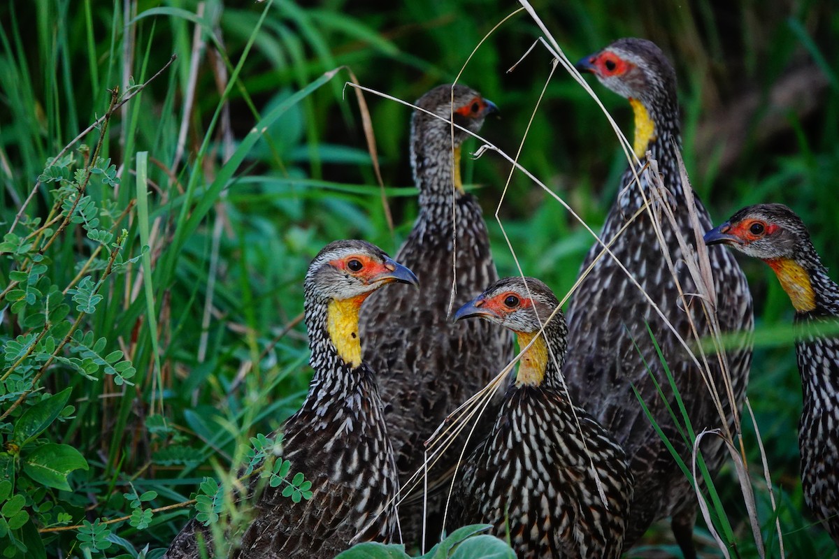 Francolin à cou jaune - ML617364302