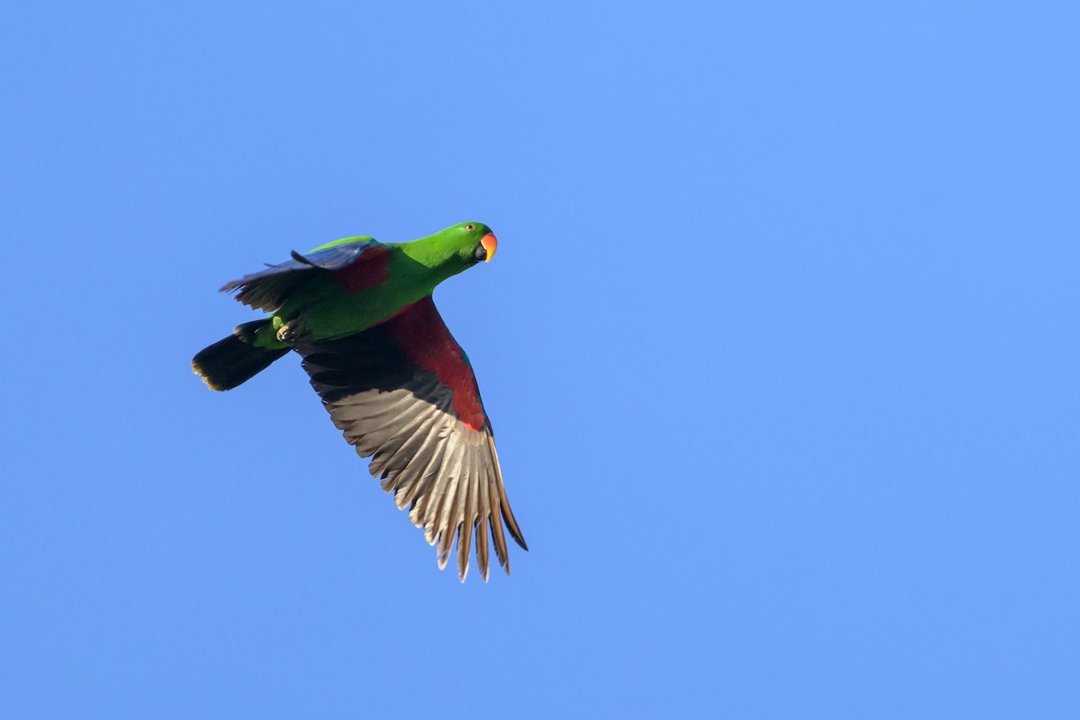 Moluccan Eclectus - Stephen Davies