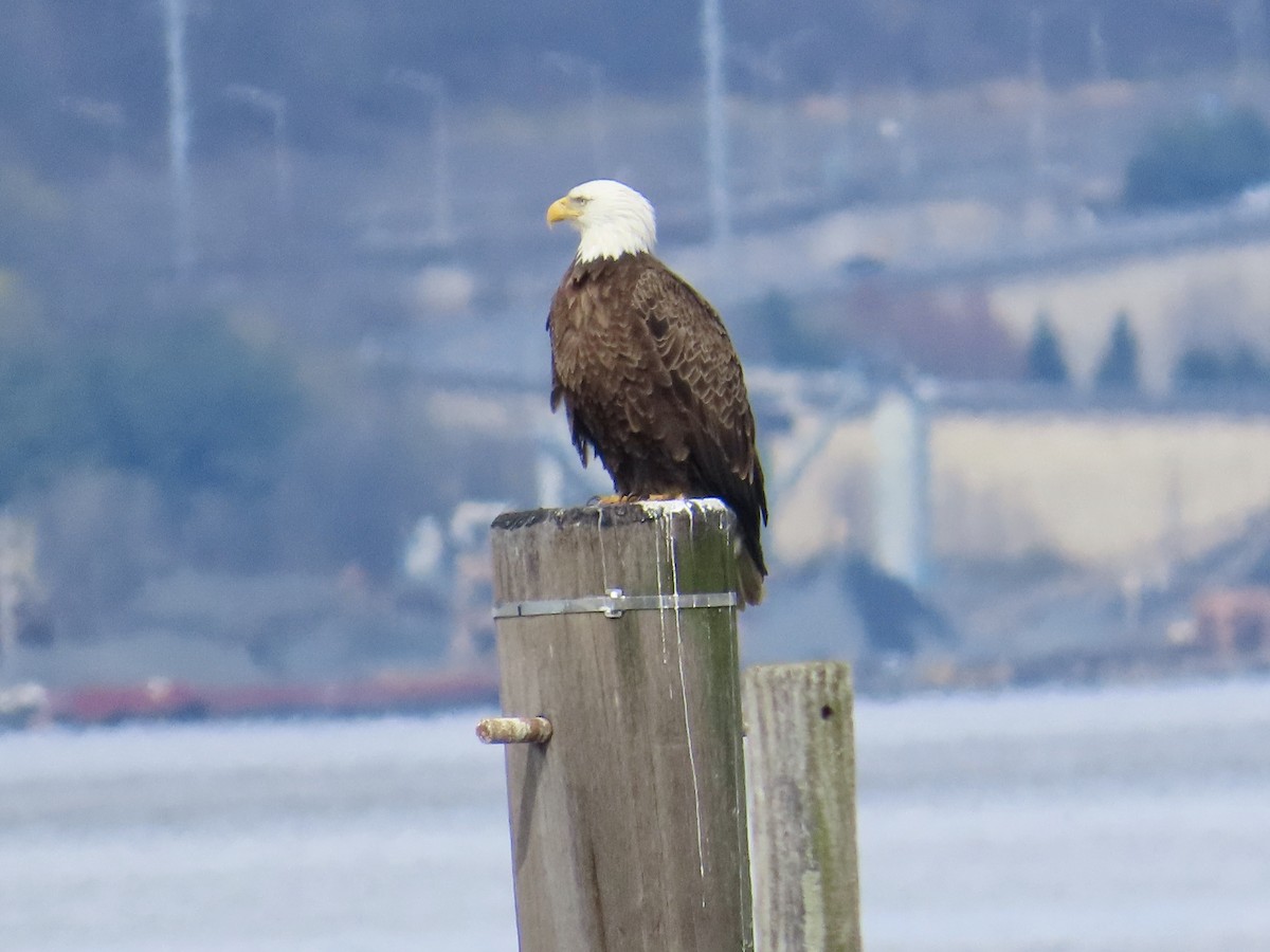 Bald Eagle - Larry Trachtenberg