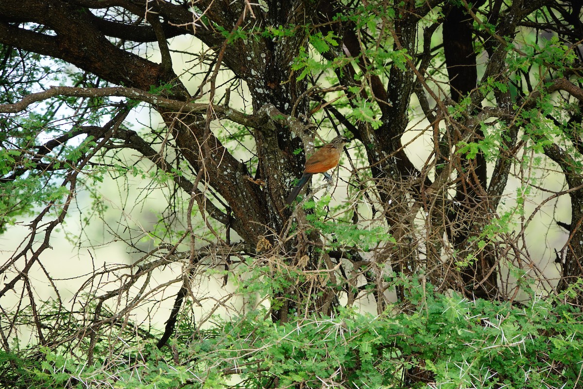 White-browed Coucal - ML617364332