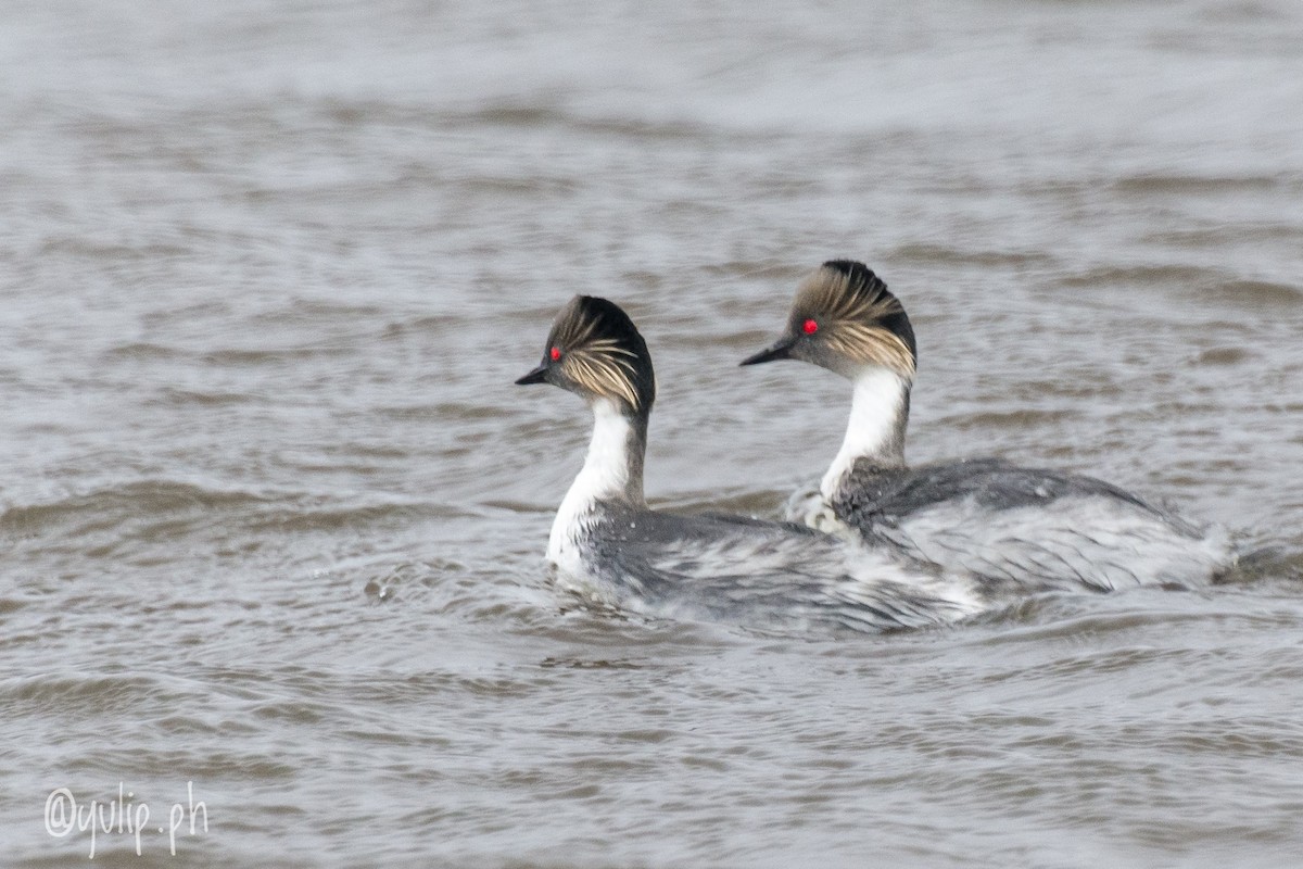 Silvery Grebe - ML617364356