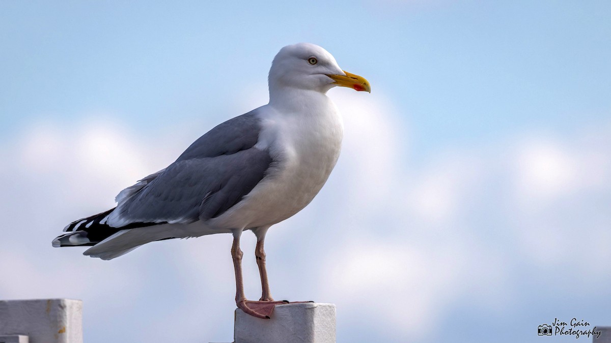 Herring Gull (European) - ML617364433