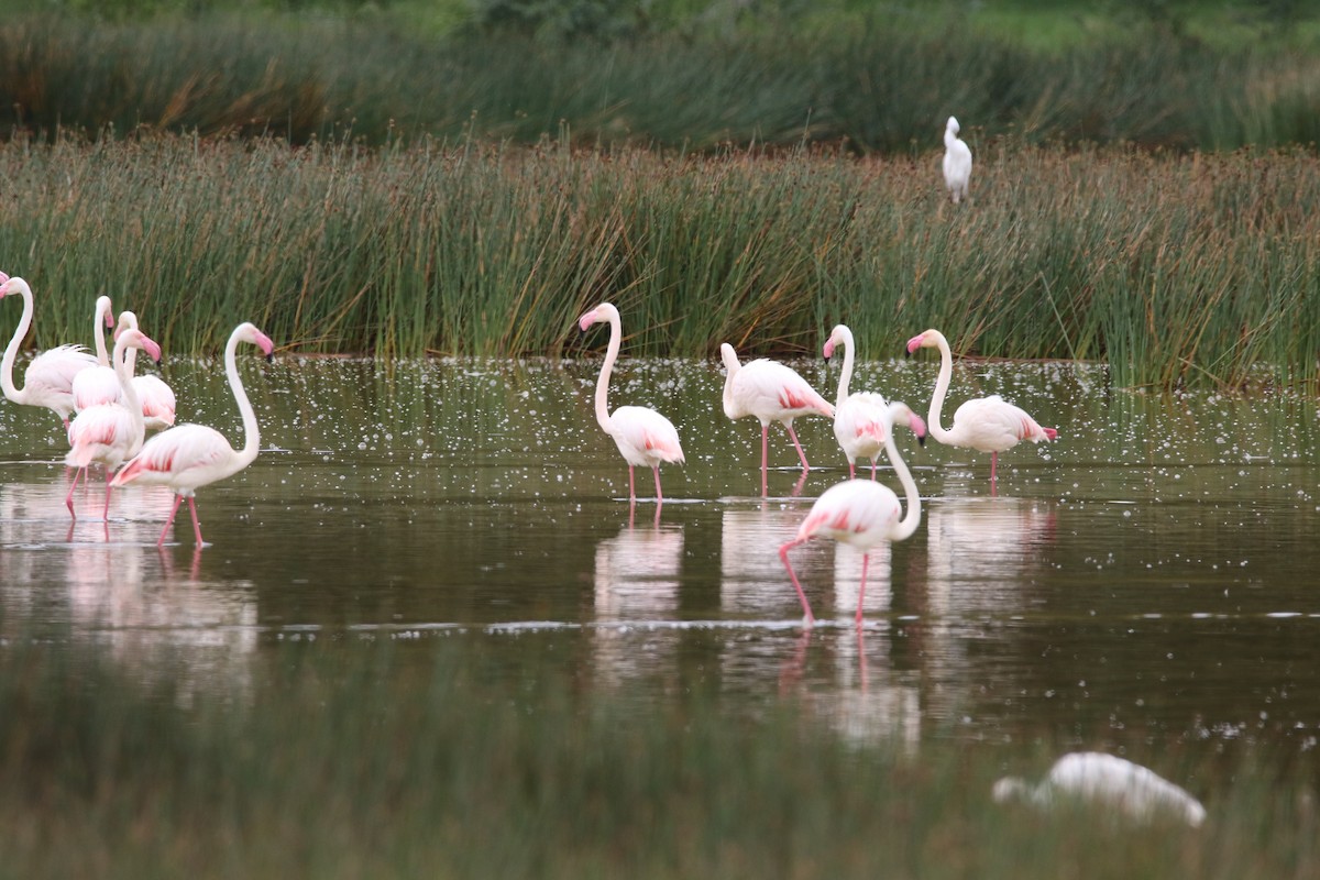 Greater Flamingo - ML617364487